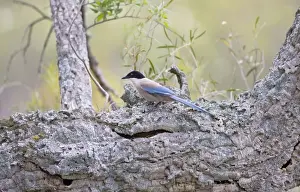 Azure-winged Magpie - April - Monfrague - Spain