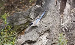 Azure-winged Magpie - April - Monfrague - Spain