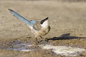Azure Gallery: Azure-winged Magpie - Juvenile drinking from puddle of water