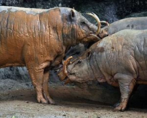 Images Dated 10th August 2012: Babirusa - male and female having a mudbath