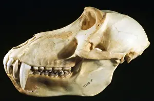 Baboons Prints: Baboon Skull - male - Eastern Central Africa