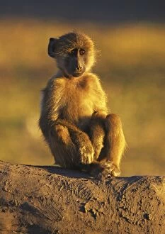 Images Dated 26th June 2009: Baboon - young sitting