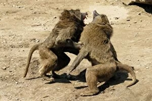 Images Dated 30th May 2007: baboons fighting, Zoo Gelsenkirchen, Germany