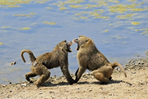 Images Dated 30th May 2007: baboons fighting, Zoo Gelsenkirchen, Germany