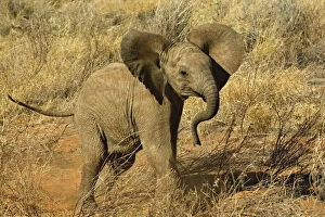 Baby African Elephant, Loxodonta Africana
