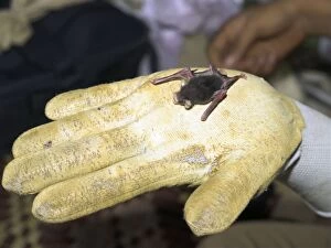 Clinging Gallery: Baby Bumblebee Bat / Kiiti's Hog Nosed bat - on gloved hand