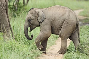Body Gallery: Baby Elephant following the mother,Corbett National