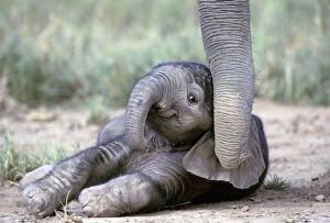 Calves Collection: Baby Elephant Kenya