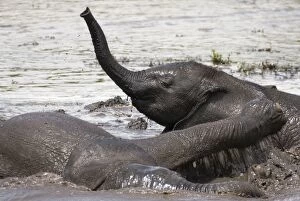 Images Dated 24th November 2006: Baby Elephants - Playing in water after heavy rain in Chobe National Park - Botswana - Africa