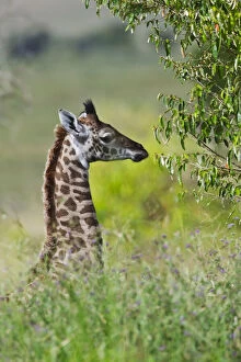 Images Dated 3rd July 2012: Baby giraffe, Maasai Mara National Reserve