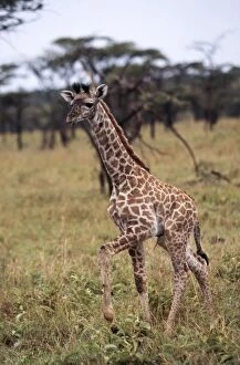 Baby Giraffe - Walking