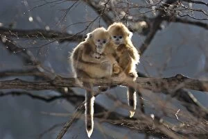 Images Dated 31st December 2011: Baby Golden Snub-nosed Monkeys