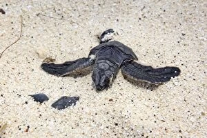 Photo Couleur Gallery: BABY GREEN TURTLE