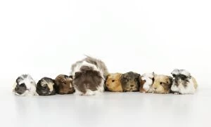 Images Dated 8th February 2011: Baby guinea pigs with adult