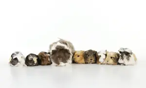Line Prints: Baby guinea pigs with adult