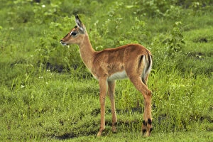 Baby Impala (Aepyceros melampus melampus)