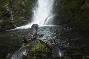 Baby New Zealand Fur Seals (Arctocephalus)