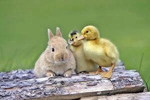 Baby Rabbit and two Ducklings sitting together