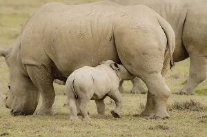 Images Dated 16th May 2012: Baby Rhinoceros nursing while mom continues