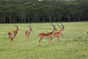 Bachelor herd of male Impala, Aepyceros