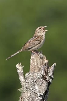 Images Dated 30th March 2005: Bachman's Sparrow - singing, on territory. Florida, USA