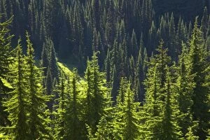 Images Dated 9th August 2006: Backlit Conifers Paradise, Mount Rainier National Park, Washington State, USA LA001386