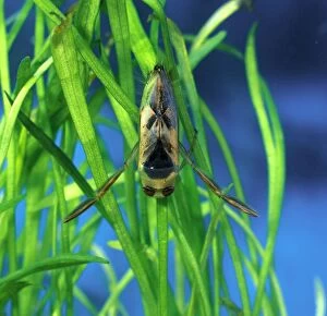 Boatmen Collection: Backswimmer resting on waterplants back view