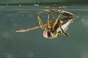 Images Dated 18th May 2013: Backswimmer underwater