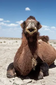 Camel