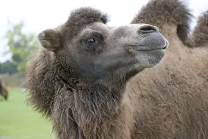 Camels Prints: Bactrian Camel - Distribution: Gobi Desert - Mongolia