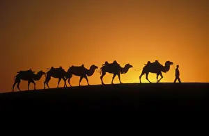 China Prints: Bactrian Camel Gobi desert, China