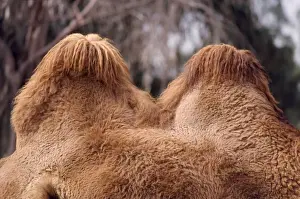 Camels Prints: Bactrian Camel - humps, well fed, winter coat. Central Asia
