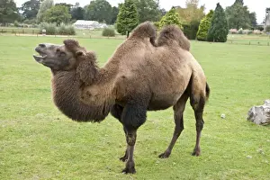 Camels Prints: Bactrian Camel - found naturally in the Gobi Desert