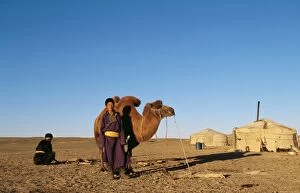 BACTRIAN CAMEL - and nomad