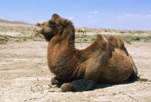 Images Dated 14th August 2007: Bactrian Camel Pamir Plateau, Gobi Desert, Xinjiang, China