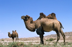 Images Dated 7th April 2009: Bactrian Camel Pamir Plateau, Gobi Desert, Xinjiang, China