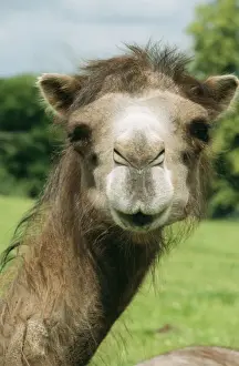 Camels Prints: Bactrian Camel PM 9592 Central Asia Camelus ferus © P. Morris / ARDEA LONDON