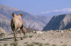 Bactrian Camel WAT 5560 Pamir Plateau, Gobi Desert Xinjiang China Camelus bactrianus © M. Watson / ARDEA LONDON