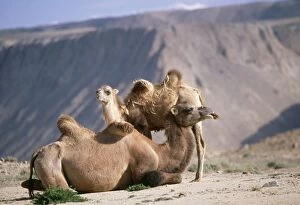 Images Dated 13th July 2005: Bactrian Camel - x 2 Pamir Plateau Gobi Desert, Xinjiang, China