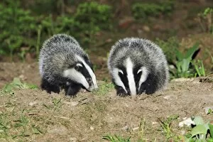 Images Dated 12th May 2008: Badger - 2 young animals beside sett
