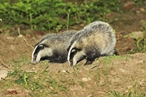 Badger - 2 young animals beside sett