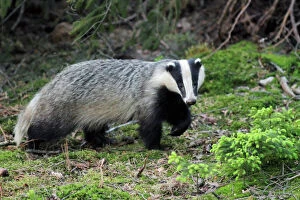 Images Dated 24th May 2010: Badger - alert in forest - Hessen - Germany