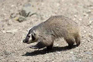 Juveniles Prints: Badger / American Badger - Juvenile - Photographed in the mountains of Eastern Nevada - USA - Range - North America