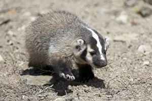 Badger / American Badger - Juvenile - Photographed in the mountains of Eastern Nevada - USA - Range - North America