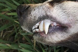 Images Dated 20th February 2008: Badger - close view of teeth