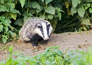 Sett Prints: Badger – cub at entrance to sett – evening daylight Bedfordshire UK 004605