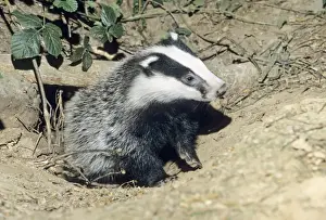Badger - cub at entrance of sett - Lower Saxony - Germany