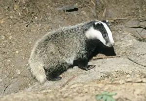 Badger - cub at entrance of sett - Lower Saxony - Germany