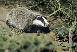 Badger - cub at entrance of sett - Lower Saxony - Germany