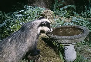 Badger Drinking from bird bath
